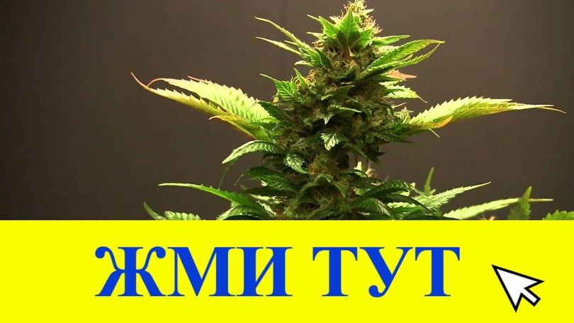 Купить наркотики в Тихвине